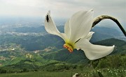 02 Narciso con ospite e vista sulle colline antistanti il Linzone 